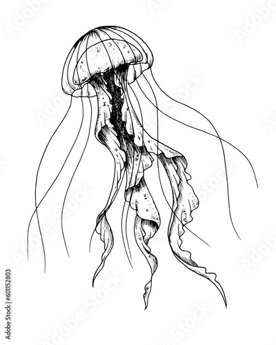 Jellyfish. Vector hand drawn illustration of Jelly Fish on isolated background in outline style. Drawing of sea animal. Engraving of undersea fish painted by black ink for icon or logo. Linear sketch.