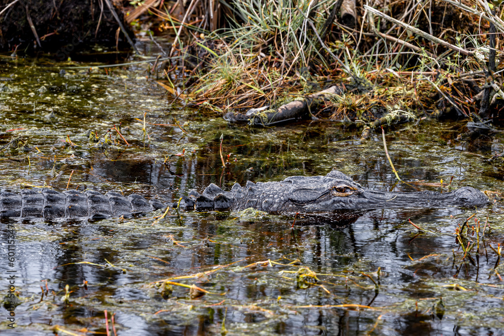 American alligator hiding in water American alligator hiding in water