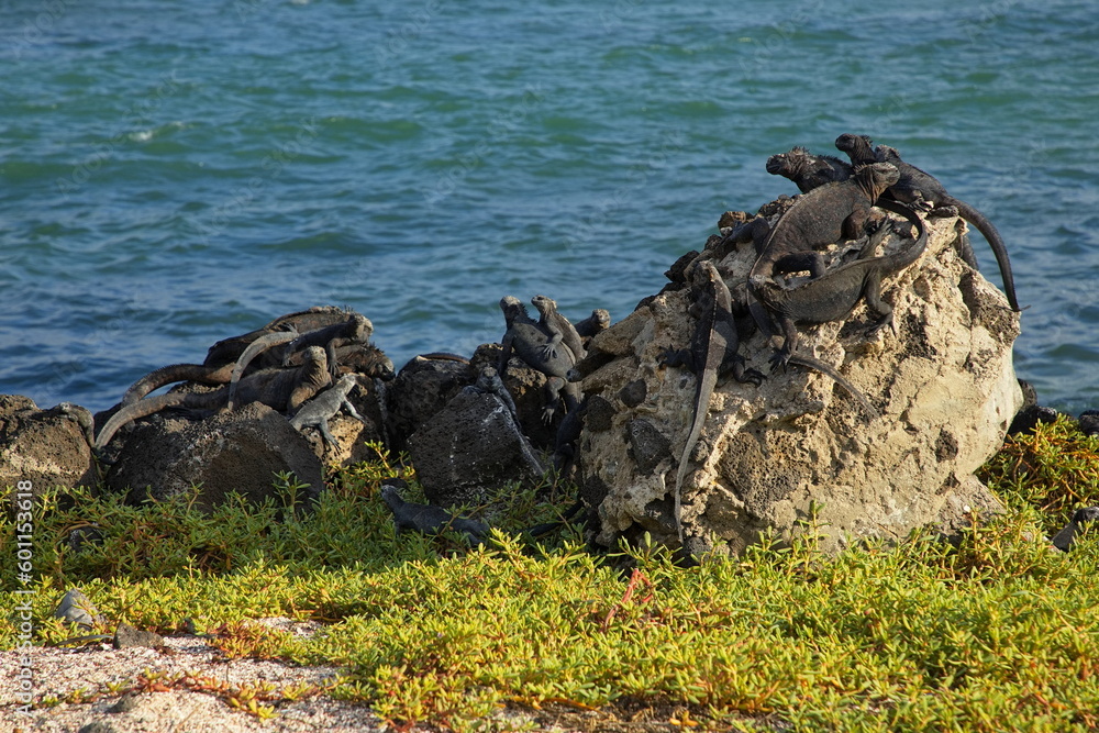 Obraz premium Marine Iguanas on a rock in Puerto Ayora on Santa Cruz island of Galapagos islands, Ecuador, South America 