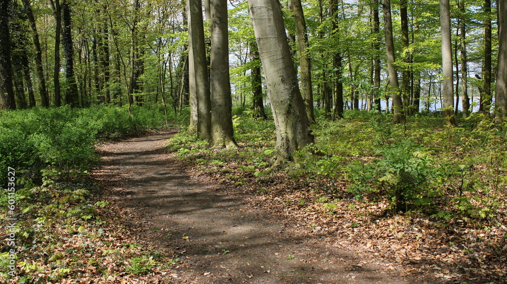 Obraz premium Droga do jeziora