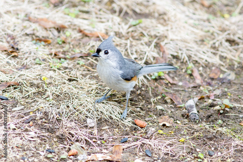 Obraz premium a bird in the grass