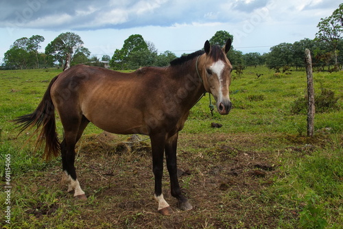 Horse on a pasture at Santa Rosa on Santa Cruz island of Galapagos islands, Ecuador, South America 