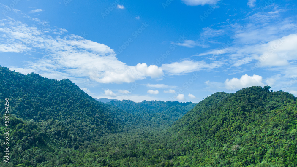 High angle view tropical forest.