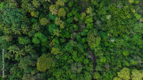 From a top view, tropical forests look like a vast refreshing sea of green, with a complexity of tree layers and stunning natural beauty. © Azmil