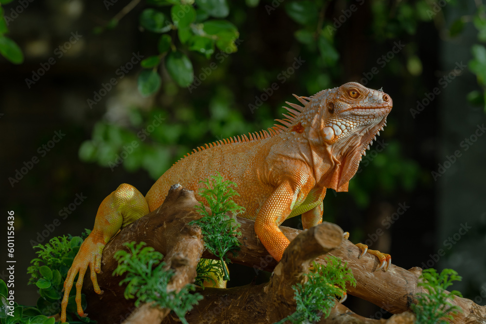 The iguana, also known as the American iguana, is a large, arboreal, mostly herbivorous lizard species of the genus Iguana. It's from Central America, South America, taken at close range. with blurry The iguana, also known as the American iguana, is a large, arboreal, mostly herbivorous lizard species of the genus Iguana. It's from Central America, South America, taken at close range. with blurry