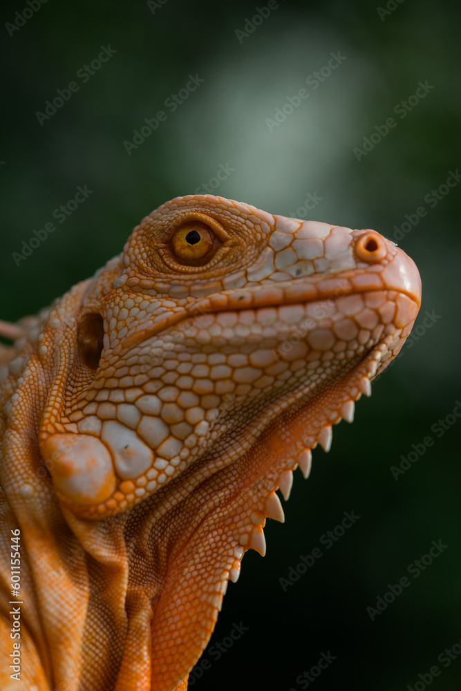 Obraz premium The iguana, also known as the American iguana, is a large, arboreal, mostly herbivorous lizard species of the genus Iguana. It's from Central America, South America, taken at close range. with blurry 