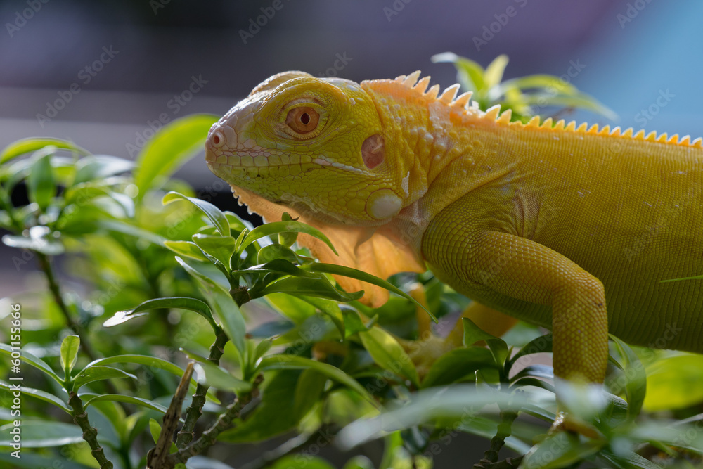 Fototapeta premium The iguana, also known as the American iguana, is a large, arboreal, mostly herbivorous lizard species of the genus Iguana. It's from Central America, South America, taken at close range. with blurry 