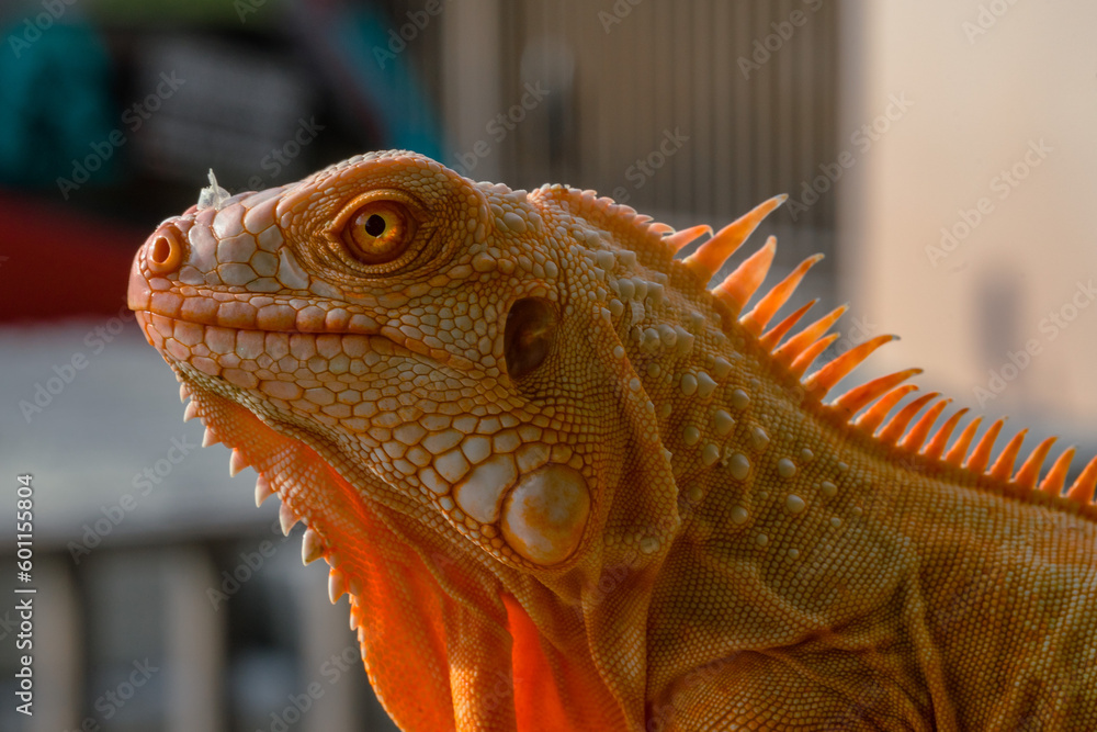 Fototapeta premium The iguana, also known as the American iguana, is a large, arboreal, mostly herbivorous lizard species of the genus Iguana. It's from Central America, South America, taken at close range. with blurry 