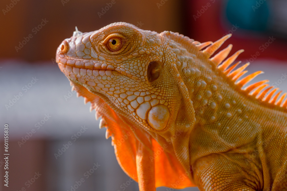 Fototapeta premium The iguana, also known as the American iguana, is a large, arboreal, mostly herbivorous lizard species of the genus Iguana. It's from Central America, South America, taken at close range. with blurry 