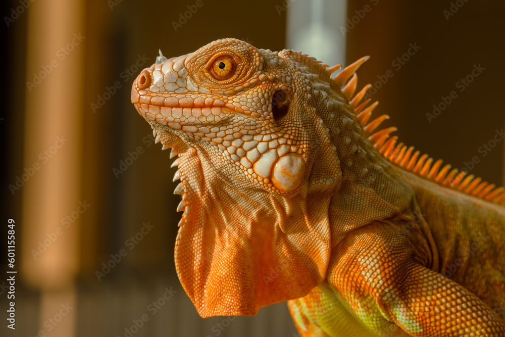 Fototapeta premium The iguana, also known as the American iguana, is a large, arboreal, mostly herbivorous lizard species of the genus Iguana. It's from Central America, South America, taken at close range. with blurry 