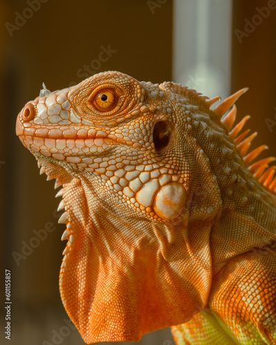 The iguana  also known as the American iguana  is a large  arboreal  mostly herbivorous lizard species of the genus Iguana. It s from Central America  South America  taken at close range. with blurry 