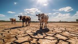 cows walking on dry cracked earth looking for fresh water due lack of rain, an impact of drought and World Climate change, Generative AI