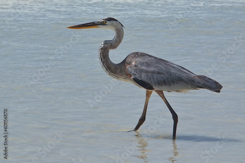 Garza Morena in Puerto Ayora on Santa Cruz island of Galapagos islands, Ecuador, South America  © kstipek