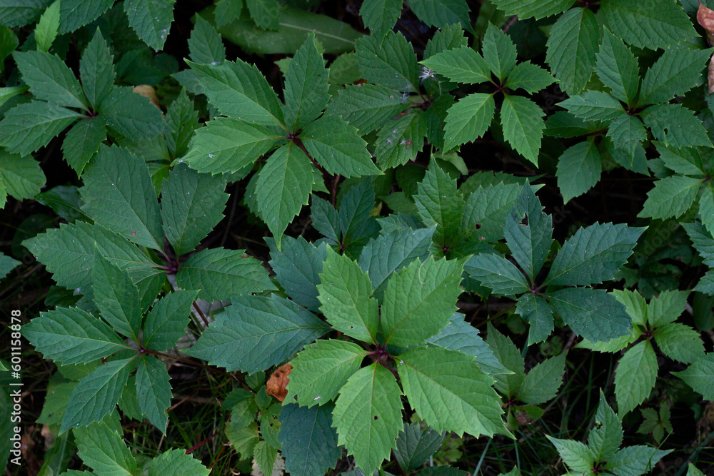 Green foliage of the bush parthenocissus Gardening Green foliage of the bush parthenocissus Gardening