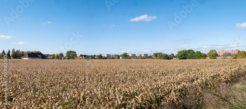 Panorama pola uprawnego w obszarze przedmiejskim zachodniej polski o porze przedjesiennej w niemalże bezchmurny dzień na tle błękitnego nieba