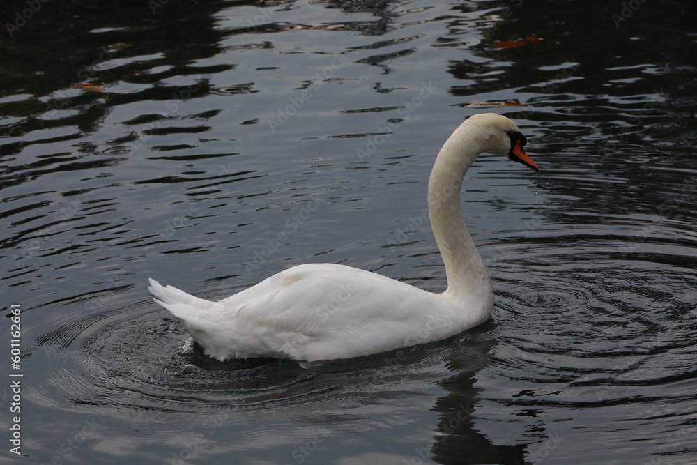 White swan swimming on a pond close-up image White swan swimming on a pond close-up image