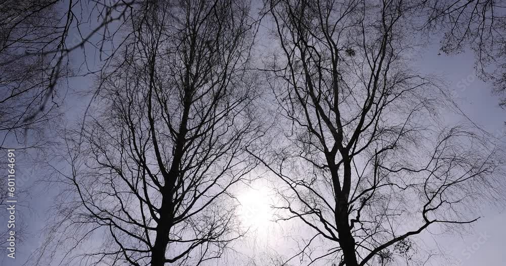 Branches of deciduous trees in the park in spring sunny weather, different types of trees in a mixed park in spring Branches of deciduous trees in the park in spring sunny weather, different types of trees in a mixed park in spring