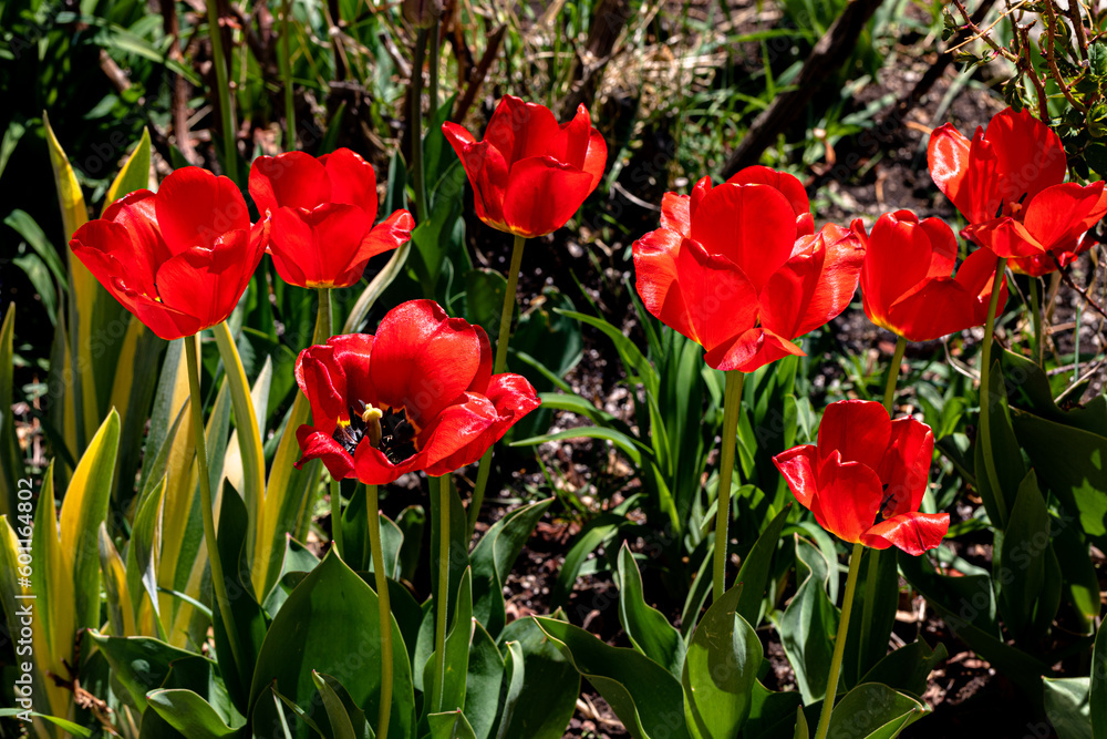 Closeup of Red tulips in open sunshine garden Closeup of Red tulips in open sunshine garden