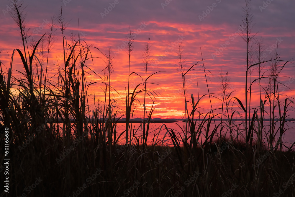 Sunset through weeds with water