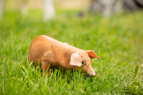 cutie and funny young pig is standing on the green grass. Happy piglet on the meadow  small piglet in the farm posing on camera on family farm. Regular day on the farm