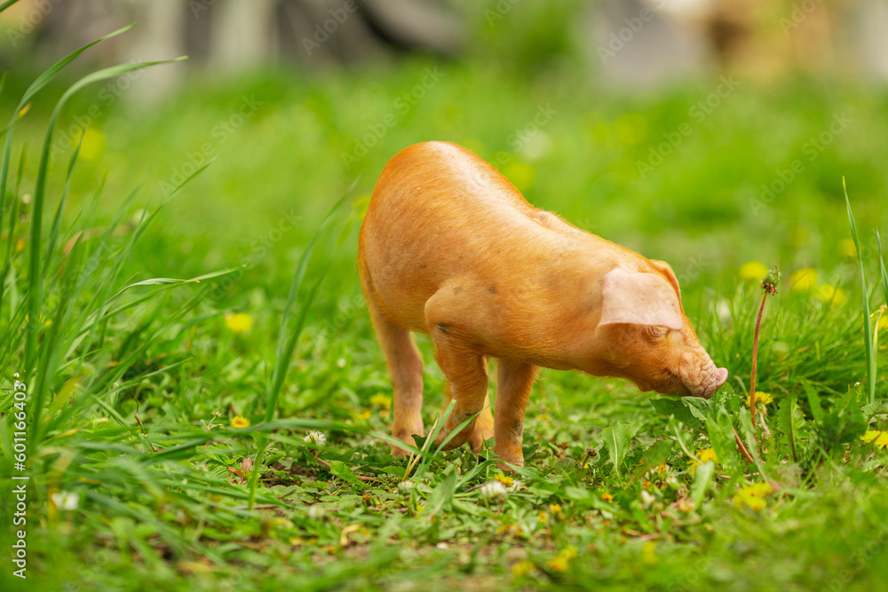 cutie and funny young pig is standing on the green grass. Happy piglet on the meadow, small piglet in the farm posing on camera on family farm. Regular day on the farm cutie and funny young pig is standing on the green grass. Happy piglet on the meadow, small piglet in the farm posing on camera on family farm. Regular day on the farm