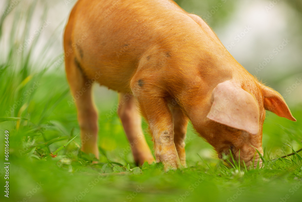 cutie and funny young pig is standing on the green grass. Happy piglet on the meadow, small piglet in the farm posing on camera on family farm. Regular day on the farm cutie and funny young pig is standing on the green grass. Happy piglet on the meadow, small piglet in the farm posing on camera on family farm. Regular day on the farm