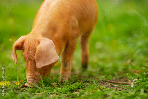 cutie and funny young pig is standing on the green grass. Happy piglet on the meadow, small piglet in the farm posing on camera on family farm. Regular day on the farm © Bogdan