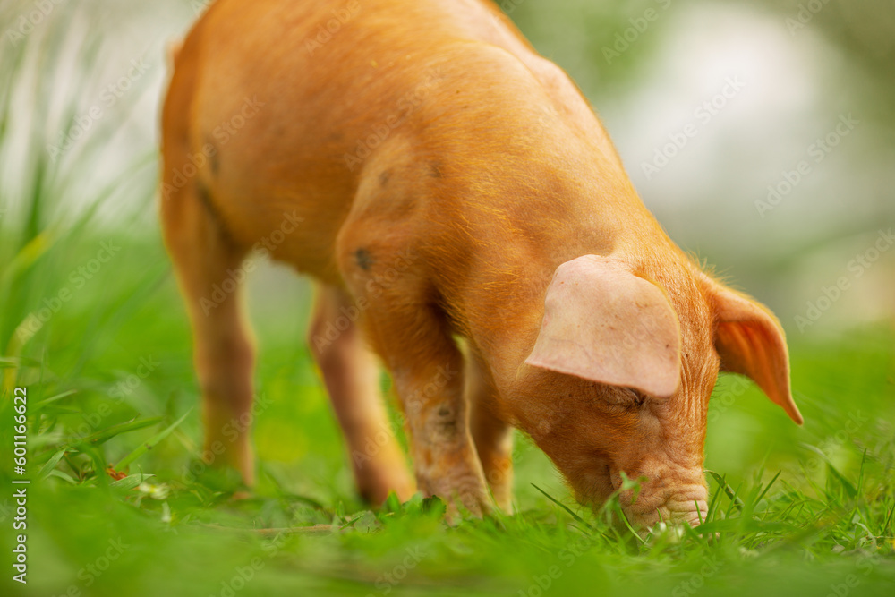 cutie and funny young pig is standing on the green grass. Happy piglet on the meadow, small piglet in the farm posing on camera on family farm. Regular day on the farm cutie and funny young pig is standing on the green grass. Happy piglet on the meadow, small piglet in the farm posing on camera on family farm. Regular day on the farm