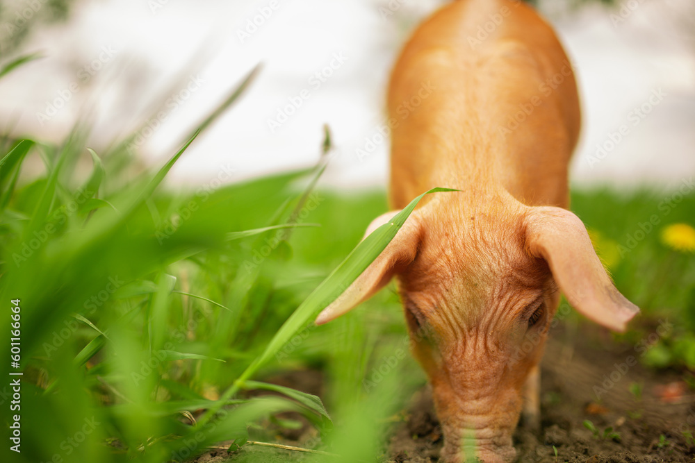 Obraz premium cutie and funny young pig is standing on the green grass. Happy piglet on the meadow, small piglet in the farm posing on camera on family farm. Regular day on the farm