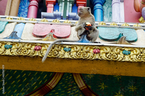 Photography wild monkeys at batu cave temple ín kuala lumpur