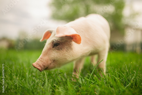 cutie and funny young pig is standing on the green grass. Happy piglet on the meadow, small piglet in the farm posing on camera on family farm. Regular day on the farm