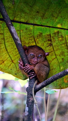 Portrait of Tarsier monkey (Tarsius Syrichta) in natural jungle environment at bohol Island on the philippines photo