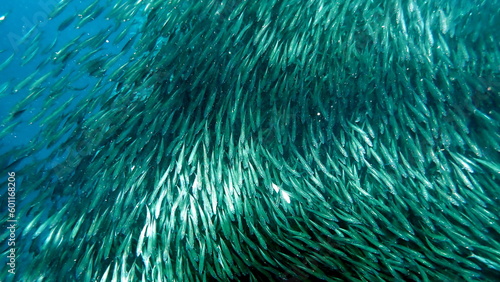 huge school of sardines in moalboal on cebu island photo