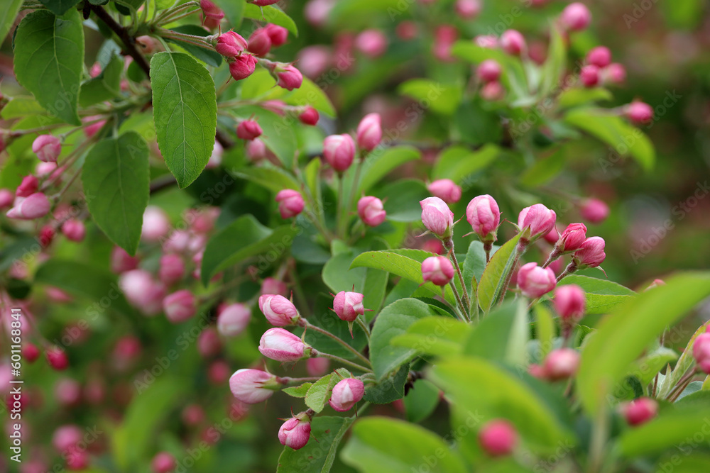 Apple blossom on a branch in spring garden. Pink and white buds with green leaves Apple blossom on a branch in spring garden. Pink and white buds with green leaves
