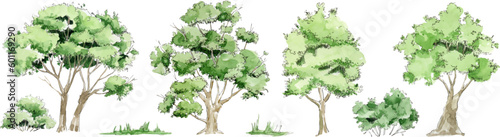 Vector watercolor trees isolated on white background, green trees and bushes, vector set of deciduous trees, Forest trees set EPS, botanical elements