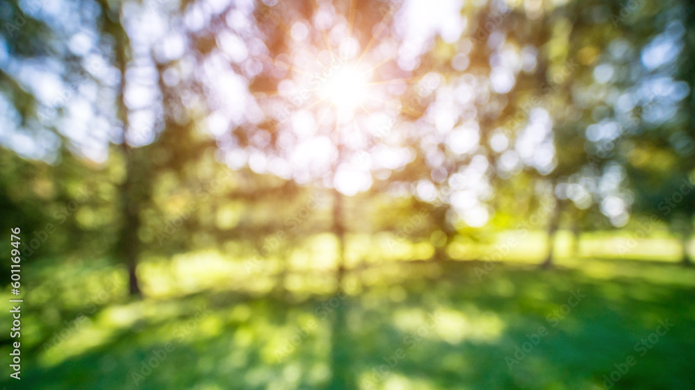 Fototapeta premium Park sunrise background