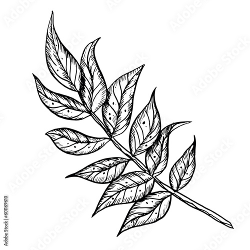 Branch with leaves. Hand drawn vector illustration on isolated background in outline style. Botanical detailed drawing painted by black inks for icon or logo. Contour monochrome sketch for invitations © Alisles