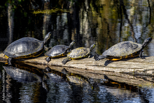 Group of turtles on log facing right