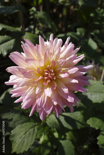 pink dahlia flower