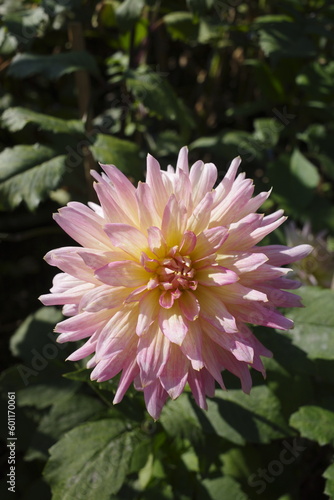 pink dahlia flower