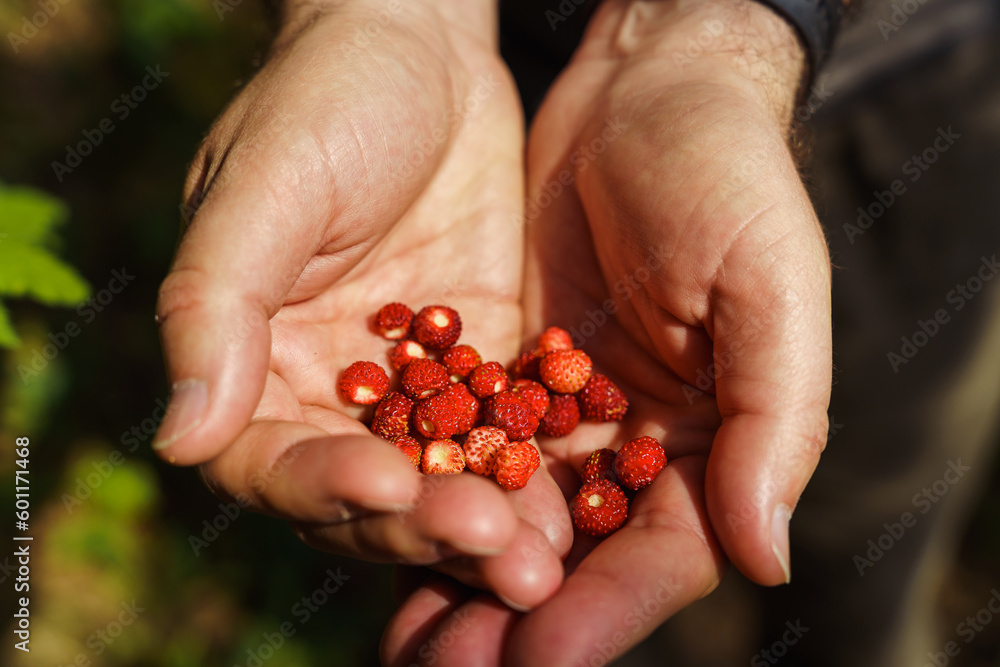 Men's hands hold freshly picked ripe wild strawberries. Fragaria vesca, commonly called the wild strawberry, woodland strawberry, Alpine strawberry, Carpathian strawberry or European strawberry Men's hands hold freshly picked ripe wild strawberries. Fragaria vesca, commonly called the wild strawberry, woodland strawberry, Alpine strawberry, Carpathian strawberry or European strawberry