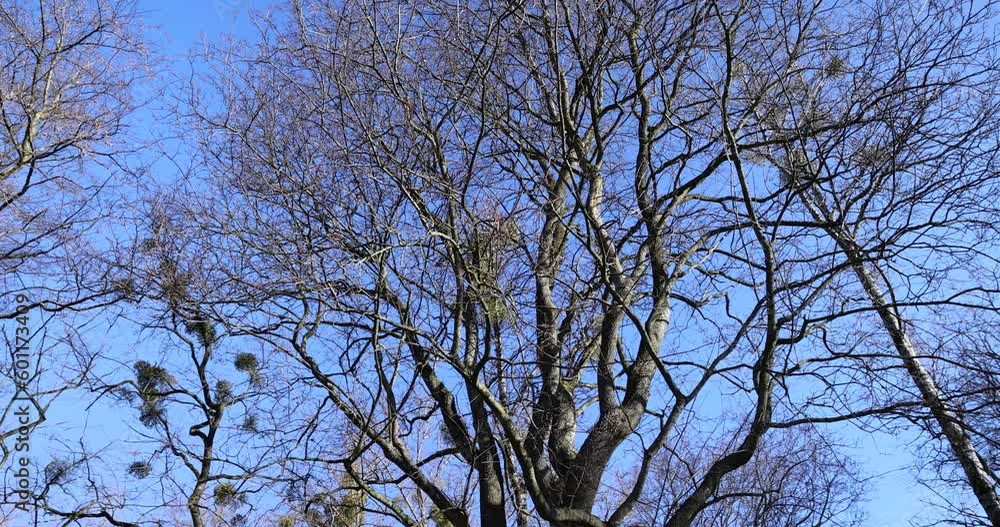 the tops of various deciduous trees in the spring season , a park with trees in early spring the tops of various deciduous trees in the spring season , a park with trees in early spring
