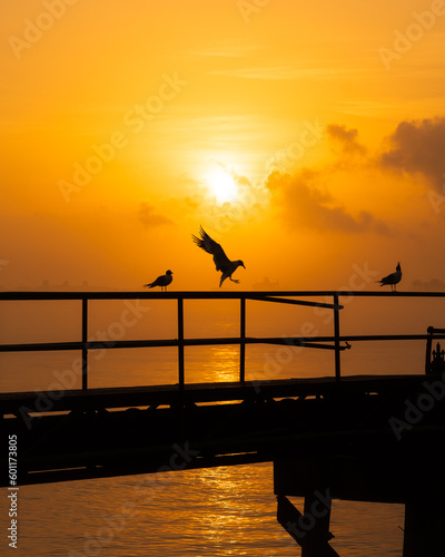 Silhouetted Seagulls in the sun