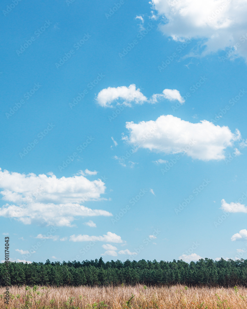 Fototapeta premium field and sky