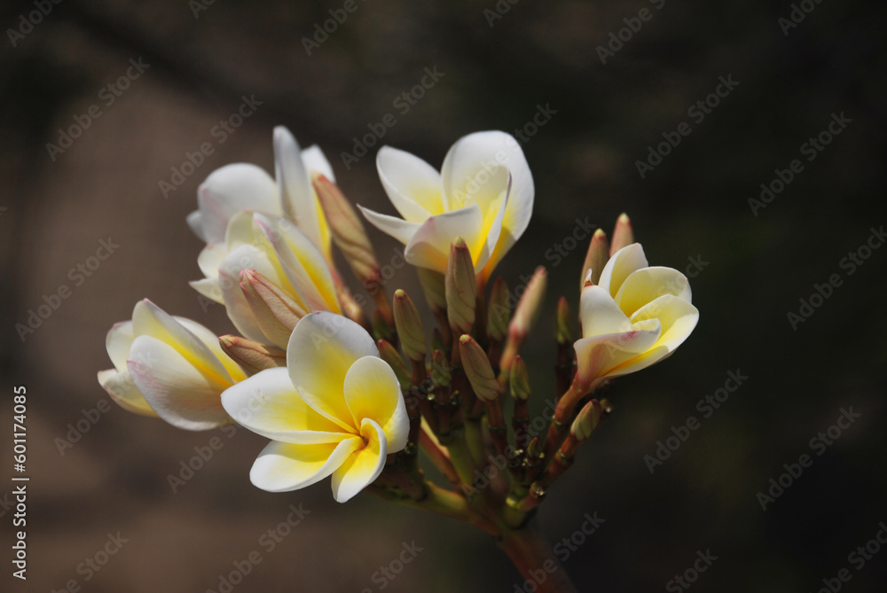 Obraz premium frangipani