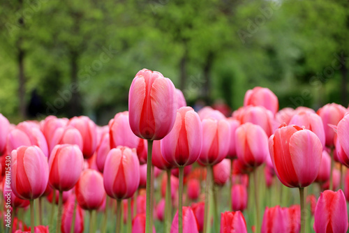 Red tulip flowers  spring background. Blooming tulips in green park