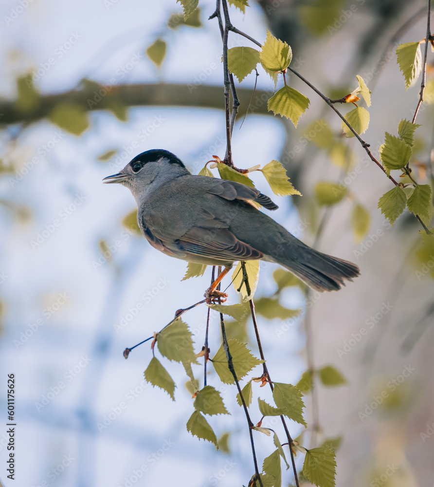 Obraz premium Eurasian male blackcap sits on the Birch branch between other birch branches. Close-up male portrait. Small bird olive-grey upperparts and pale grey underparts and black cap.