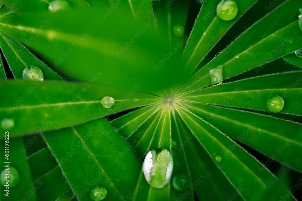 Beautiful lupine green leaf textured background with drops of water, macro photo Beautiful lupine green leaf textured background with drops of water, macro photo