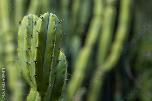 Background big green cactus in nature. Closeup