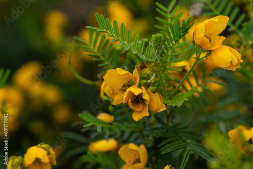 Wild orange flowers in the natue close-up